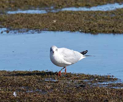 Black-headed Gull (Chroicocephalus ridibundus) [Amager Strandpark, Denmark]