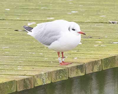 Black-headed Gull (Chroicocephalus ridibundus) [Søstjernen (Amager Strand), Denmark]
