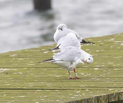 Black-headed Gull (Chroicocephalus ridibundus) [Søstjernen (Amager Strand), Denmark]