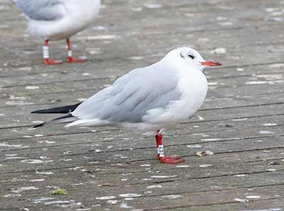 Black-headed Gull (Chroicocephalus ridibundus) [Søerne (København), Denmark]