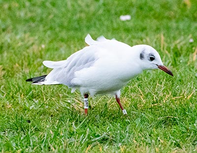 Black-headed Gull (Chroicocephalus ridibundus) [Amager Strandpark, Denmark]