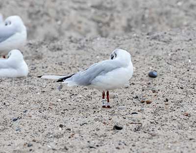 Black-headed Gull (Chroicocephalus ridibundus) [Amager Strandpark, Denmark]