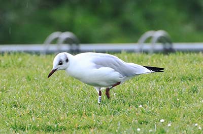 Black-headed Gull (Chroicocephalus ridibundus) [Amager Strandpark, Denmark]