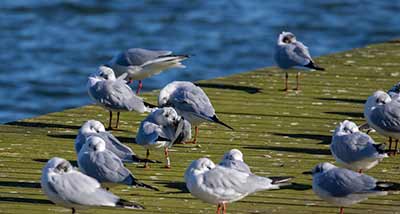 Black-headed Gull (Chroicocephalus ridibundus) [Søstjernen (Amager Strand), Denmark]
