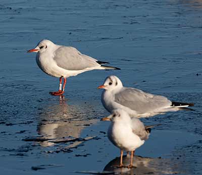 Black-headed Gull