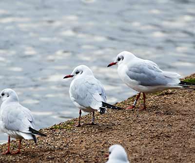 Black-headed Gull (Chroicocephalus ridibundus) [Søerne (København), Denmark]