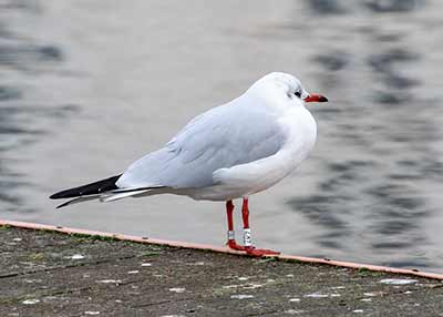 Black-headed Gull (Chroicocephalus ridibundus) [Søerne (København), Denmark]