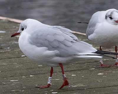 Black-headed Gull (Chroicocephalus ridibundus) [Søerne (København), Denmark]