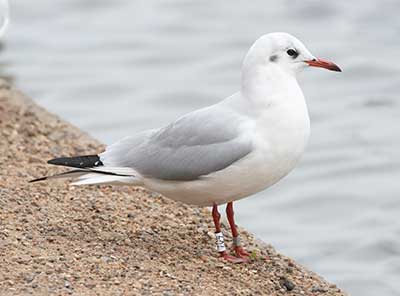 Black-headed Gull (Chroicocephalus ridibundus) [Søerne (København), Denmark]