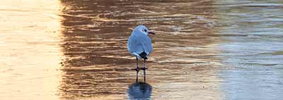 Black-headed Gull (Chroicocephalus ridibundus) [Søerne (København), Denmark]