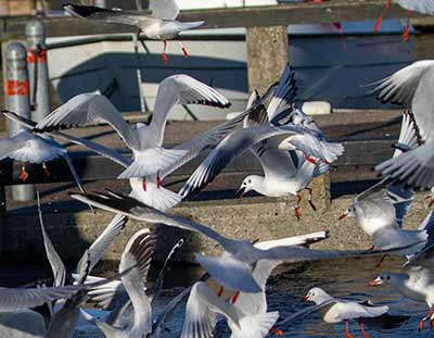 Black-headed Gull (Chroicocephalus ridibundus) [Dragør, Denmark]