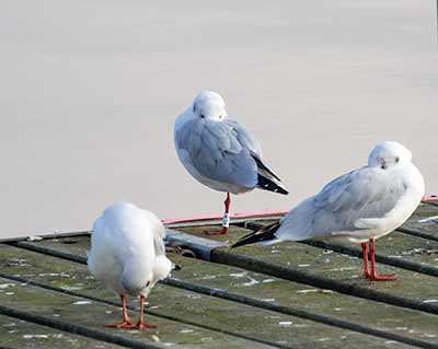 Black-headed Gull (Chroicocephalus ridibundus) [Dragør, Denmark]
