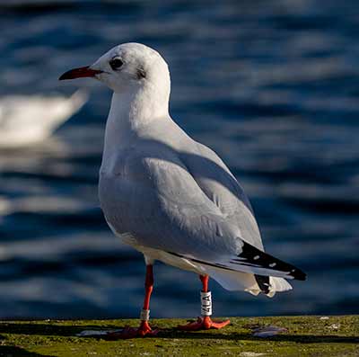Black-headed Gull (Chroicocephalus ridibundus) [Dragør, Denmark]