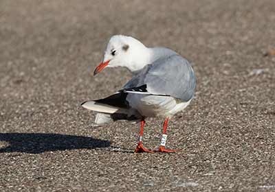 Black-headed Gull (Chroicocephalus ridibundus) [Dragør, Denmark]