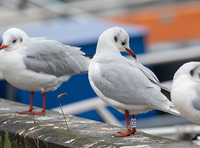 Black-headed Gull (Chroicocephalus ridibundus) [Dragør, Denmark]