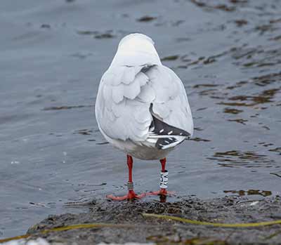 Black-headed Gull (Chroicocephalus ridibundus) [Dragør, Denmark]