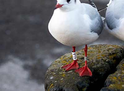 Black-headed Gull (Chroicocephalus ridibundus) [Dragør, Denmark]