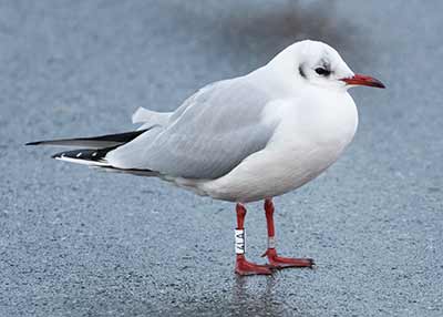 Black-headed Gull (Chroicocephalus ridibundus) [Dragør, Denmark]