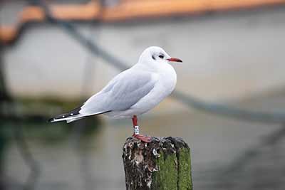 Black-headed Gull (Chroicocephalus ridibundus) [Dragør, Denmark]