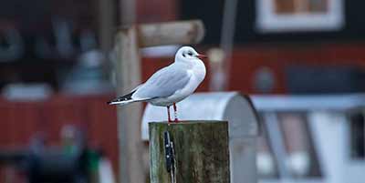 Black-headed Gull (Chroicocephalus ridibundus) [Dragør, Denmark]