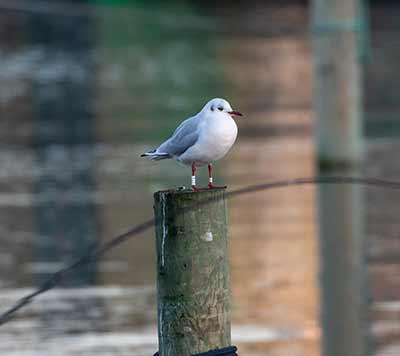 Black-headed Gull (Chroicocephalus ridibundus) [Dragør, Denmark]
