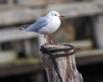 Black-headed Gull (Chroicocephalus ridibundus) [Dragør, Denmark]