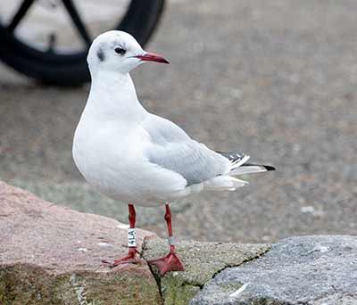 Black-headed Gull (Chroicocephalus ridibundus) [Dragør, Denmark]