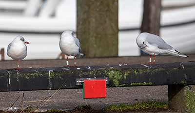 Black-headed Gull (Chroicocephalus ridibundus) [Dragør, Denmark]