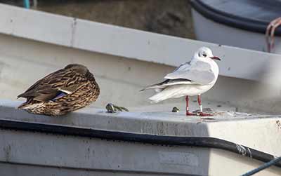 Black-headed Gull (Chroicocephalus ridibundus) [Dragør, Denmark]