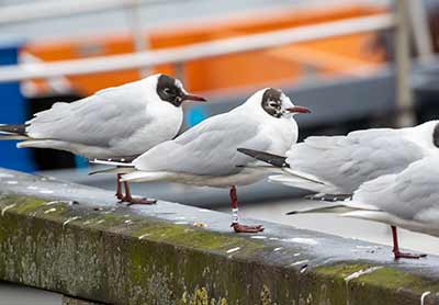 Black-headed Gull (Chroicocephalus ridibundus) [Dragør, Denmark]