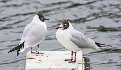 Black-headed Gull (Chroicocephalus ridibundus) [Dragør, Denmark]
