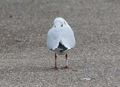 Black-headed Gull (Chroicocephalus ridibundus) [Dragør, Denmark]