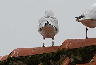 Black-headed Gull (Chroicocephalus ridibundus) [Dragør, Denmark]