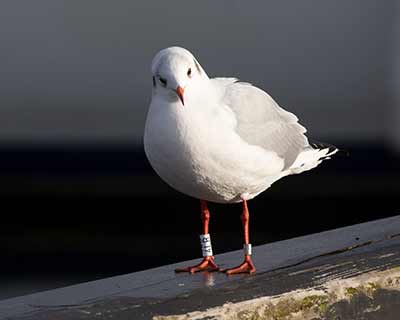 Black-headed Gull (Chroicocephalus ridibundus) [Dragør, Denmark]