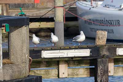 Black-headed Gull (Chroicocephalus ridibundus) [Dragør, Denmark]