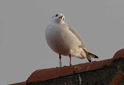 Black-headed Gull (Chroicocephalus ridibundus) [Dragør, Denmark]