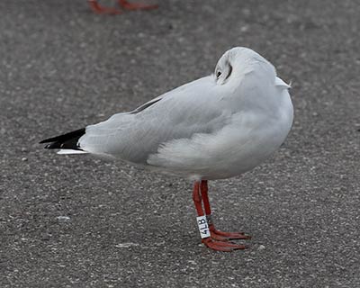 Black-headed Gull (Chroicocephalus ridibundus) [Dragør, Denmark]