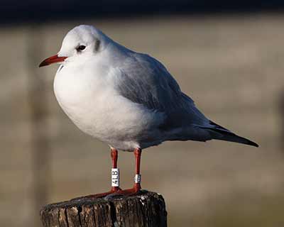 Black-headed Gull (Chroicocephalus ridibundus) [Dragør, Denmark]