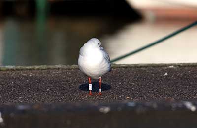 Black-headed Gull
