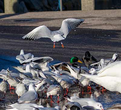 Black-headed Gull (Chroicocephalus ridibundus) [Dragør, Denmark]