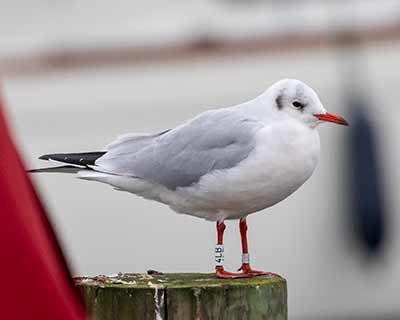 Black-headed Gull (Chroicocephalus ridibundus) [Dragør, Denmark]