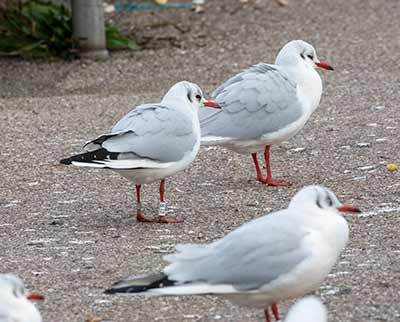 Black-headed Gull (Chroicocephalus ridibundus) [Dragør, Denmark]