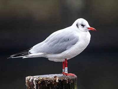 Black-headed Gull (Chroicocephalus ridibundus) [Dragør, Denmark]