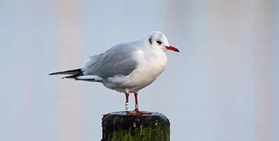 Black-headed Gull (Chroicocephalus ridibundus) [Dragør, Denmark]