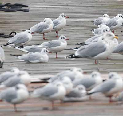 Black-headed Gull (Chroicocephalus ridibundus) [Dragør, Denmark]