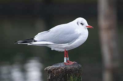 Black-headed Gull (Chroicocephalus ridibundus) [Dragør, Denmark]