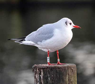Black-headed Gull (Chroicocephalus ridibundus) [Dragør, Denmark]