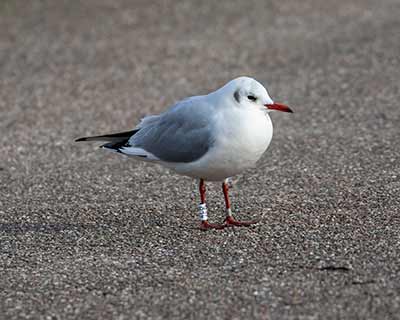 Black-headed Gull (Chroicocephalus ridibundus) [Dragør, Denmark]