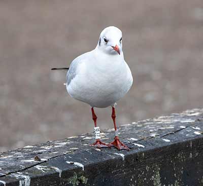 Black-headed Gull (Chroicocephalus ridibundus) [Dragør, Denmark]