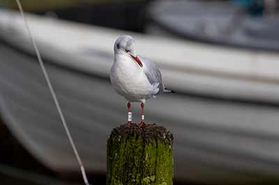 Black-headed Gull (Chroicocephalus ridibundus) [Dragør, Denmark]